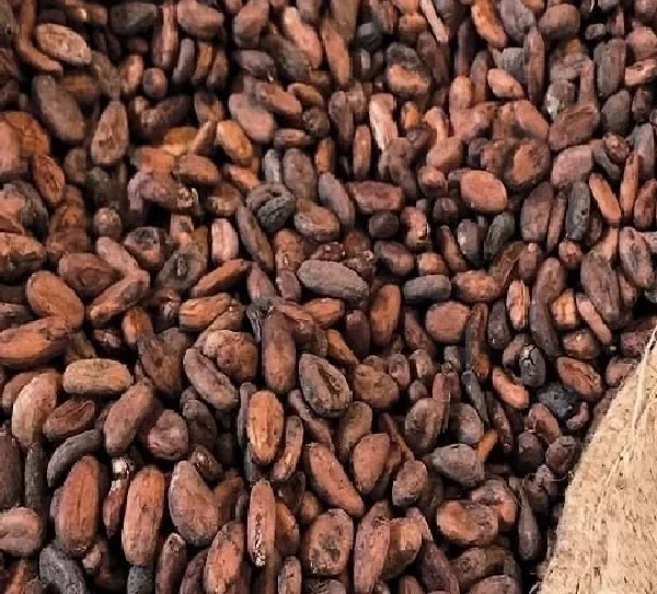 Cocoa Beans Exporter