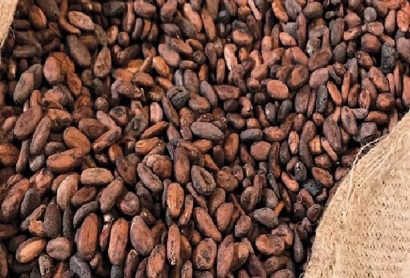 Cocoa Beans Exporter